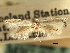  ( - CNCLEP00104311)  @11 [ ] CreativeCommons - Attribution (2013) CBG Photography Group Centre for Biodiversity Genomics