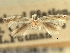  ( - CNCLEP00104312)  @11 [ ] CreativeCommons - Attribution (2013) CBG Photography Group Centre for Biodiversity Genomics