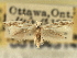  ( - CNCLEP00104314)  @11 [ ] CreativeCommons - Attribution (2013) CBG Photography Group Centre for Biodiversity Genomics