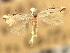  ( - CNCLEP00104316)  @11 [ ] CreativeCommons - Attribution (2013) CBG Photography Group Centre for Biodiversity Genomics