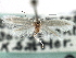  ( - CNCLEP00104590)  @13 [ ] CreativeCommons - Attribution (2013) CBG Photography Group Centre for Biodiversity Genomics