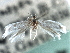  ( - CNCLEP00104603)  @11 [ ] CreativeCommons - Attribution (2013) CBG Photography Group Centre for Biodiversity Genomics