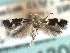  ( - CNCLEP00104614)  @11 [ ] CreativeCommons - Attribution (2013) CBG Photography Group Centre for Biodiversity Genomics