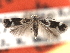  ( - CNCLEP00104616)  @11 [ ] CreativeCommons - Attribution (2013) CBG Photography Group Centre for Biodiversity Genomics