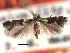  ( - CNCLEP00104617)  @11 [ ] CreativeCommons - Attribution (2013) CBG Photography Group Centre for Biodiversity Genomics