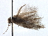  ( - CNCLEP00104628)  @11 [ ] CreativeCommons - Attribution (2013) CBG Photography Group Centre for Biodiversity Genomics