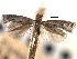  ( - CNCLEP00104641)  @11 [ ] CreativeCommons - Attribution (2013) CBG Photography Group Centre for Biodiversity Genomics