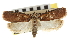  (Agonopterix walsinghamella - CNCLEP00104675)  @15 [ ] CreativeCommons - Attribution (2013) CBG Photography Group Centre for Biodiversity Genomics
