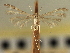  ( - CNCLEP00104827)  @11 [ ] CreativeCommons - Attribution (2013) CBG Photography Group Centre for Biodiversity Genomics