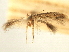  (Astrotischeria occidentalis - CNCLEP00104868)  @11 [ ] CreativeCommons - Attribution (2013) CBG Photography Group Centre for Biodiversity Genomics