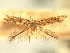  ( - CNCLEP00104869)  @11 [ ] CreativeCommons - Attribution (2013) CBG Photography Group Centre for Biodiversity Genomics