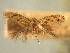  ( - CNCLEP00104870)  @11 [ ] CreativeCommons - Attribution (2013) CBG Photography Group Centre for Biodiversity Genomics