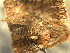  ( - CNCLEP00104871)  @11 [ ] CreativeCommons - Attribution (2013) CBG Photography Group Centre for Biodiversity Genomics
