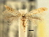  ( - CNCLEP00104875)  @11 [ ] CreativeCommons - Attribution (2013) CBG Photography Group Centre for Biodiversity Genomics