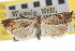  ( - CNCLEP00105196)  @11 [ ] CreativeCommons - Attribution (2012) CBG Photography Group Centre for Biodiversity Genomics