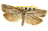  ( - CNCLEP00105230)  @11 [ ] CreativeCommons - Attribution (2012) CBG Photography Group Centre for Biodiversity Genomics