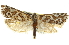  ( - CNCLEP00105235)  @11 [ ] CreativeCommons - Attribution (2012) CBG Photography Group Centre for Biodiversity Genomics