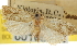  ( - CNCLEP00105265)  @11 [ ] CreativeCommons - Attribution (2013) CNC/CBG Photography Group Centre for Biodiversity Genomics