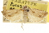  ( - CNCLEP00105285)  @11 [ ] CreativeCommons - Attribution (2013) CNC/CBG Photography Group Centre for Biodiversity Genomics