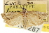  ( - CNCLEP00105287)  @11 [ ] CreativeCommons - Attribution (2013) CNC/CBG Photography Group Centre for Biodiversity Genomics
