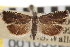  ( - CNCLEP00105322)  @11 [ ] CreativeCommons - Attribution (2013) CNC/CBG Photography Group Centre for Biodiversity Genomics