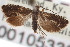  ( - CNCLEP00105336)  @13 [ ] CreativeCommons - Attribution (2013) CNC/CBG Photography Group Centre for Biodiversity Genomics