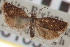  ( - CNCLEP00105339)  @11 [ ] CreativeCommons - Attribution (2013) CNC/CBG Photography Group Centre for Biodiversity Genomics