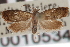  ( - CNCLEP00105340)  @11 [ ] CreativeCommons - Attribution (2013) CNC/CBG Photography Group Centre for Biodiversity Genomics