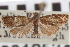  ( - CNCLEP00105341)  @11 [ ] CreativeCommons - Attribution (2013) CNC/CBG Photography Group Centre for Biodiversity Genomics