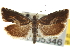  ( - CNCLEP00105346)  @11 [ ] CreativeCommons - Attribution (2013) CNC/CBG Photography Group Centre for Biodiversity Genomics