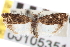  ( - CNCLEP00105351)  @11 [ ] CreativeCommons - Attribution (2013) CBG Photography Group Centre for Biodiversity Genomics