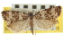 ( - CNCLEP00105405)  @11 [ ] CreativeCommons - Attribution (2013) CBG Photography Group Centre for Biodiversity Genomics