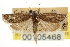  ( - CNCLEP00105468)  @11 [ ] CreativeCommons - Attribution (2013) CBG Photography Group Centre for Biodiversity Genomics