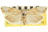  ( - CNCLEP00105471)  @11 [ ] CreativeCommons - Attribution (2013) CBG Photography Group Centre for Biodiversity Genomics