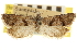  ( - CNCLEP00105483)  @11 [ ] CreativeCommons - Attribution (2013) CBG Photography Group Centre for Biodiversity Genomics