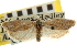 ( - CNCLEP00105543)  @11 [ ] CreativeCommons - Attribution (2013) CBG Photography Group Centre for Biodiversity Genomics