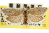  ( - CNCLEP00105544)  @11 [ ] CreativeCommons - Attribution (2013) CBG Photography Group Centre for Biodiversity Genomics