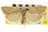  ( - CNCLEP00105545)  @11 [ ] CreativeCommons - Attribution (2013) CBG Photography Group Centre for Biodiversity Genomics