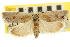  ( - CNCLEP00105547)  @11 [ ] CreativeCommons - Attribution (2013) CBG Photography Group Centre for Biodiversity Genomics