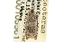  ( - CNCLEP00105561)  @11 [ ] CreativeCommons - Attribution (2013) CBG Photography Group Centre for Biodiversity Genomics