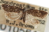  ( - CNCLEP00105611)  @11 [ ] CreativeCommons - Attribution (2013) CBG Photography Group Centre for Biodiversity Genomics