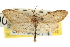  ( - CNCLEP00105674)  @11 [ ] CreativeCommons - Attribution (2013) CBG Photography Group Centre for Biodiversity Genomics