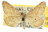  (Lobocleta griseata - CNCLEP00105682)  @15 [ ] CreativeCommons - Attribution (2013) CBG Photography Group Centre for Biodiversity Genomics