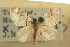  ( - CNCLEP00105692)  @11 [ ] CreativeCommons - Attribution (2013) CBG Photography Group Centre for Biodiversity Genomics