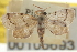  ( - CNCLEP00105693)  @11 [ ] CreativeCommons - Attribution (2013) CBG Photography Group Centre for Biodiversity Genomics