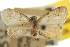  ( - CNCLEP00105694)  @11 [ ] CreativeCommons - Attribution (2013) CBG Photography Group Centre for Biodiversity Genomics