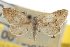  ( - CNCLEP00105695)  @11 [ ] CreativeCommons - Attribution (2013) CBG Photography Group Centre for Biodiversity Genomics