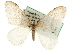  (Operophtera rectipostmediana - CNCLEP00105714)  @14 [ ] CreativeCommons - Attribution (2013) CBG Photography Group Centre for Biodiversity Genomics