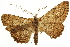  ( - CNCLEP00105751)  @11 [ ] CreativeCommons - Attribution (2013) CBG Photography Group Centre for Biodiversity Genomics