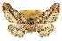  ( - CNCLEP00105783)  @11 [ ] CreativeCommons - Attribution (2013) CBG Photography Group Centre for Biodiversity Genomics